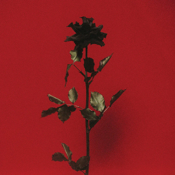 Black Rose shot in a red setting with a dramatic shadow.